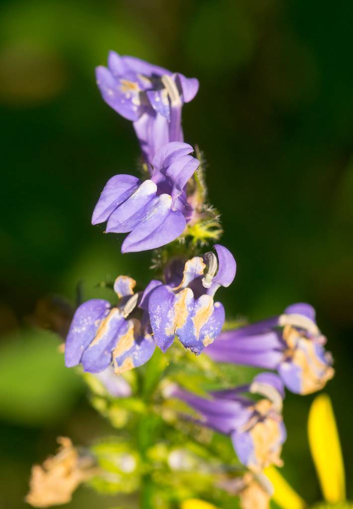 Blue-violet  flowers with blurry green leaves.