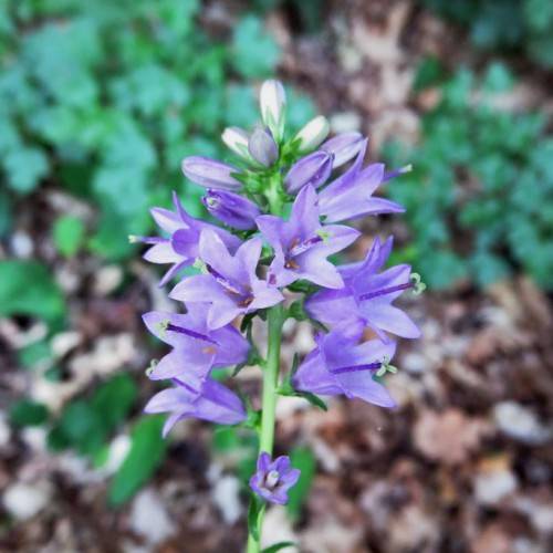 Green stem with blue-violet flowers, violet stigma, and green sepals with blurry green leaves.
