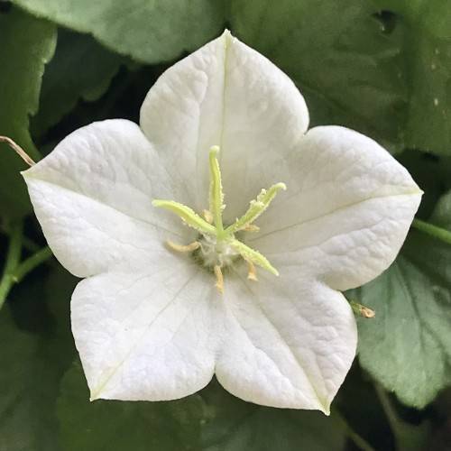 White flower with lime-green anthers and dark-green leaves.