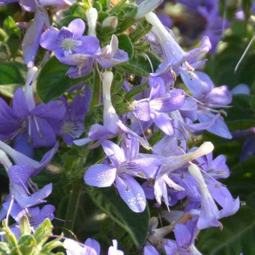 Light-blue-purple flowers with prominent dark-purple stamens, and green leaves.