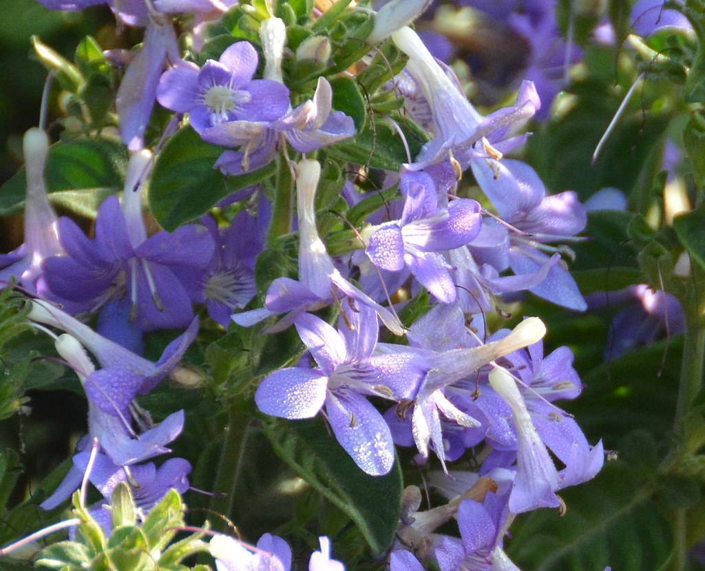 Light-blue-purple flowers with prominent dark-purple stamens, and green leaves.