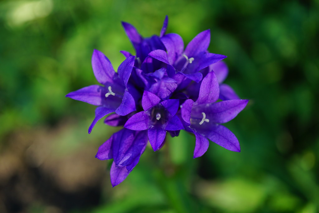 Blue-violet flowers with prominent purple stigma with green leaves.