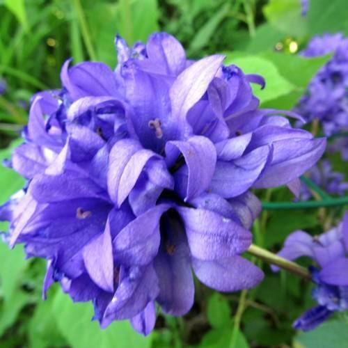 Deep-blue-violet flowers on green stems and blurry green leaves.