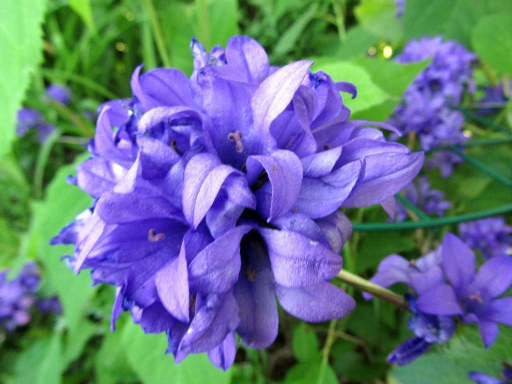 Deep-blue-violet flowers on green stems and blurry green leaves.