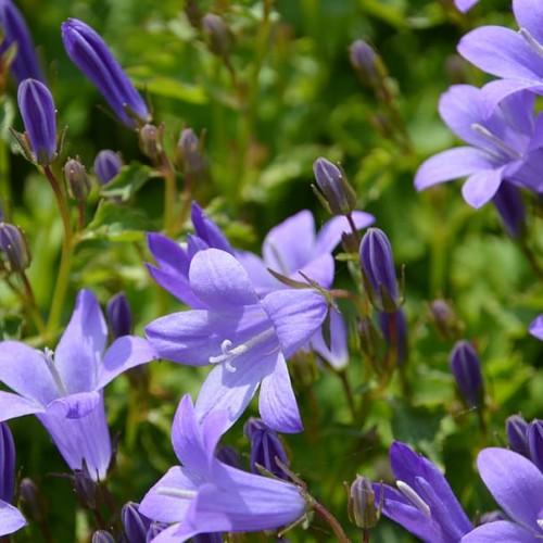 Violet flower with buds, lime-brown sepals, white stigma and style, maroon-lime stems with green leaves.