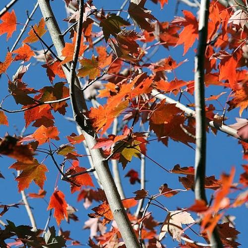 red-orange leaves with beige-gray branches