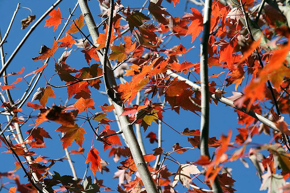 red-orange leaves with beige-gray branches