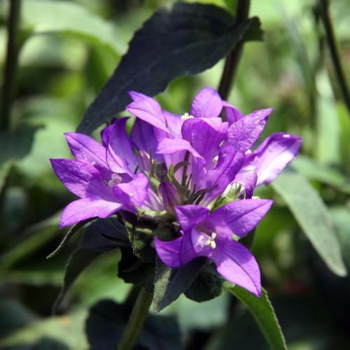Purple flower with off-white stigma and style, green sepals white hair, dark green leaves, green stems, yellow midrib and blade.