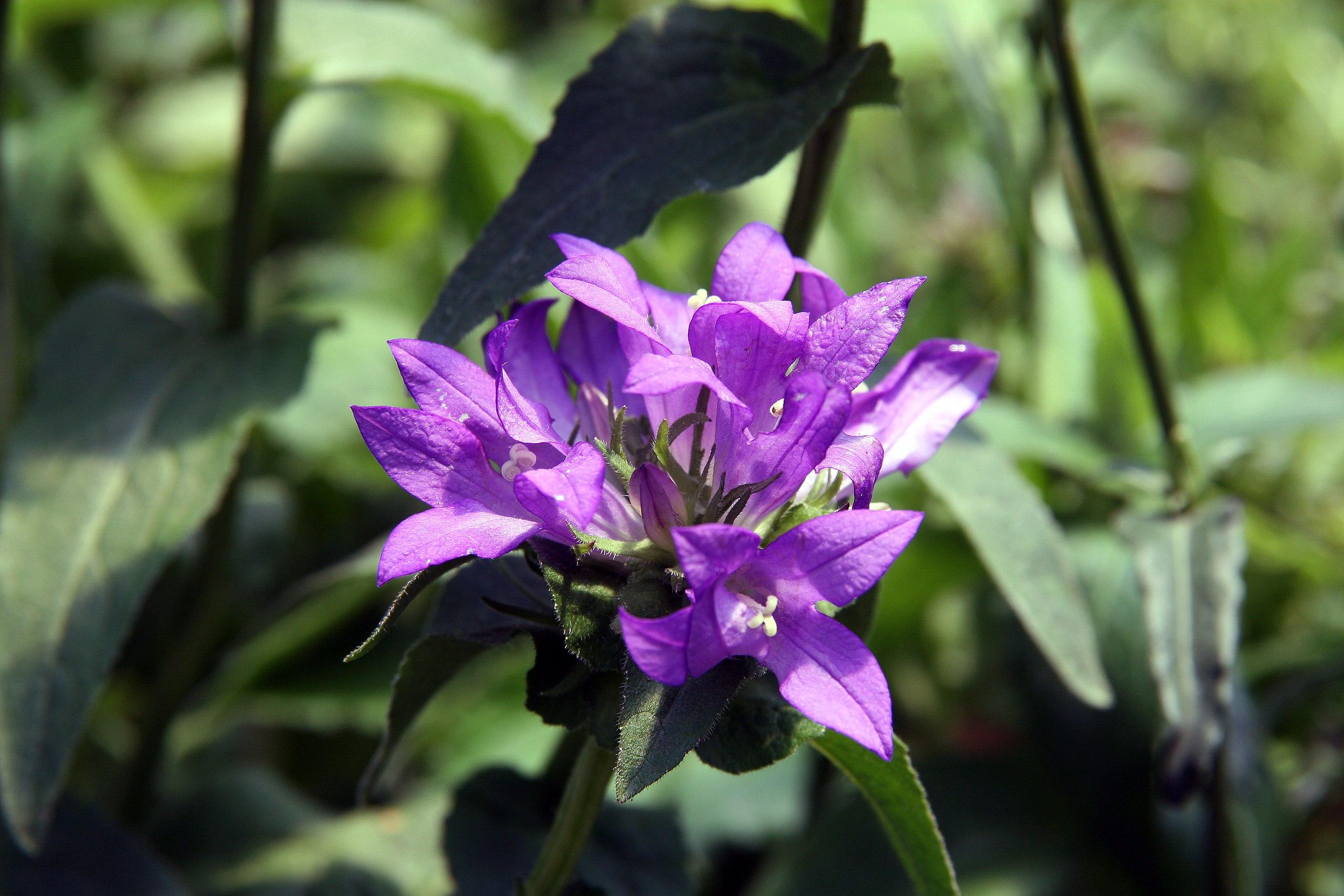 Purple flower with off-white stigma and style, green sepals white hair, dark green leaves, green stems, yellow midrib and blade.