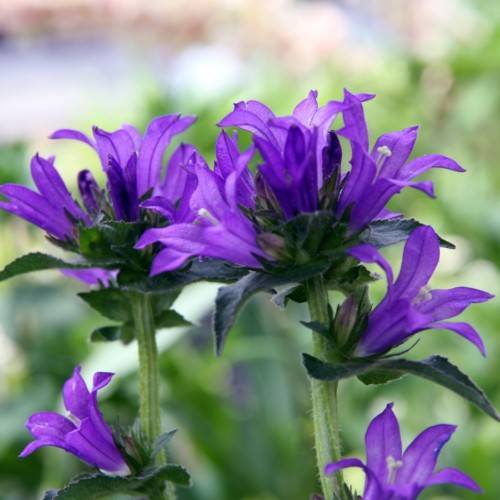 Purple flowers with green leaves on green stem.