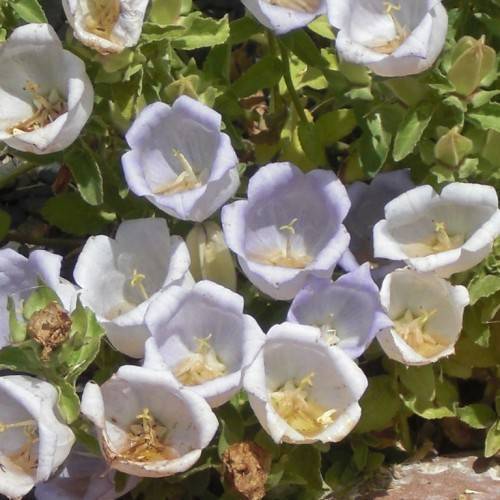 Blue-white flowers with cream stigmas, green stems, and green leaves.