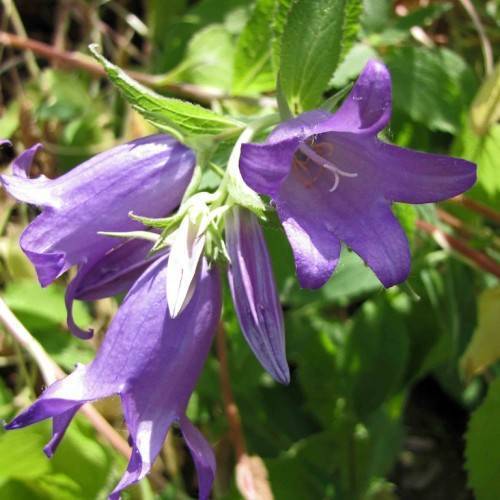 Purple flowers and green leaves with red-green stem.