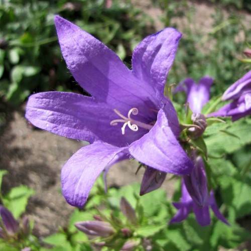 Purple flower with white stigma, and green sepal with green leaves.