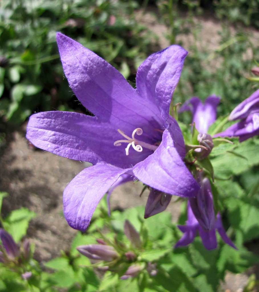 Purple flower with white stigma, and green sepal with green leaves.