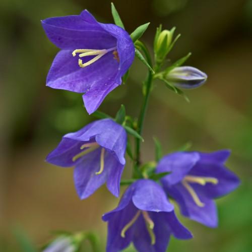 Violet flower with yellow anthers , yellow-white filaments. green sepals, leaves and stems, violet-yellow buds.