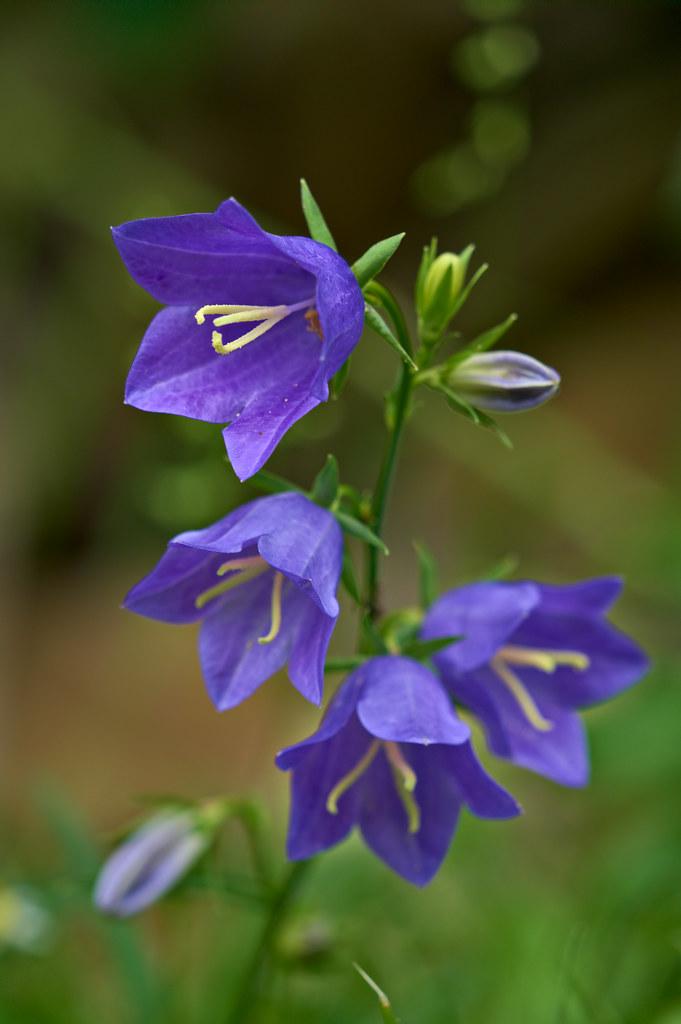 Violet flower with yellow anthers , yellow-white filaments. green sepals, leaves and stems, violet-yellow buds.