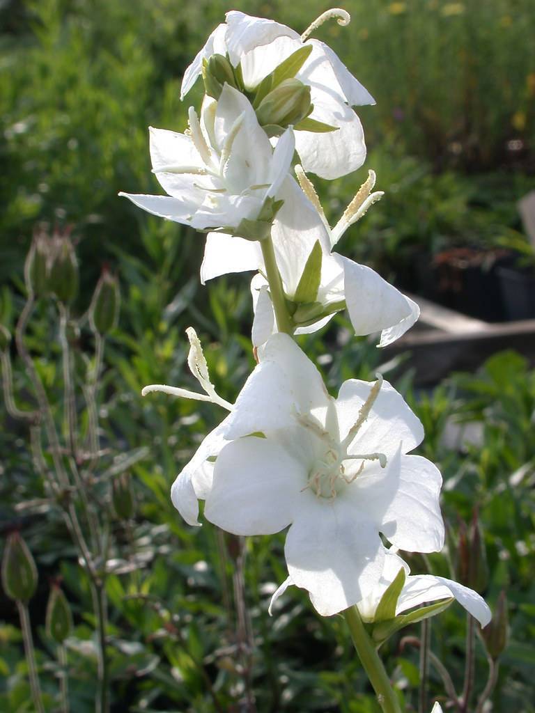 White flowers, white stamens on a green stem and green leaves.