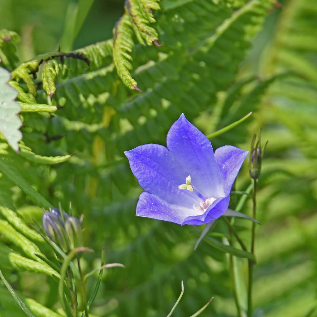 Light-blue flower with a white stigma on a green stem and green fronds.