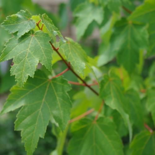 green leaves with pink-brown stems