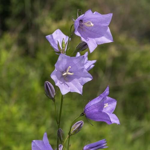 Purple flower with buds, off-white stigma and style, beige anthers, green sepal and stems.