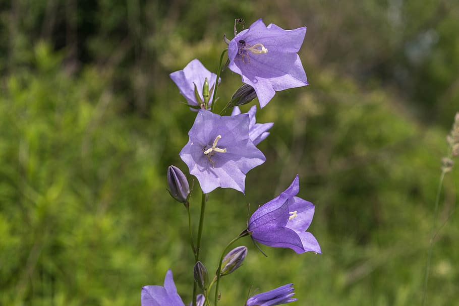 Purple flower with buds, off-white stigma and style, beige anthers,  green sepal and stems.