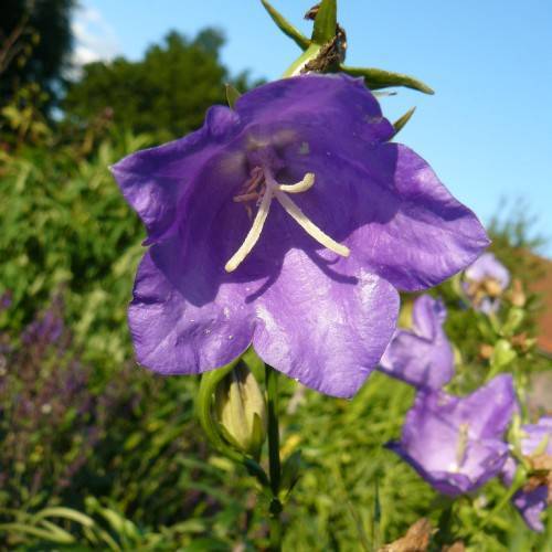 Blue-violet flowers with white stamens on green stem and green leaves.