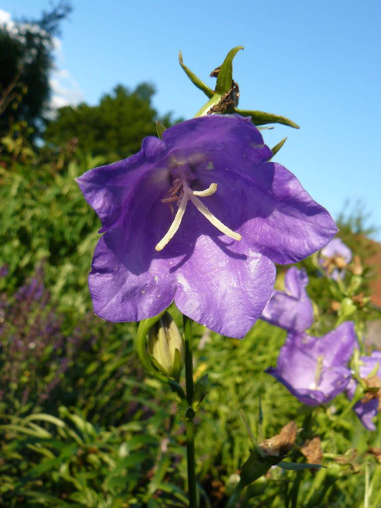 Blue-violet flowers with white stamens on green stem and green leaves.