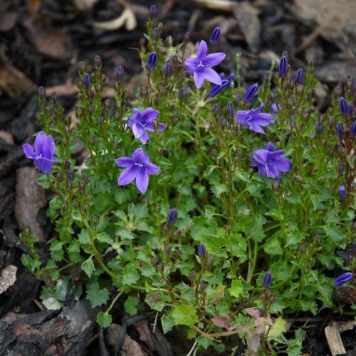 Violet flowers with burgundy sepal, violet stigma and white style, violet buds, lime stems, green leaves, yellow midrib and veins.