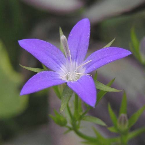 Deep-blue flower with white stigma, and green sepal and stem and green leaves.