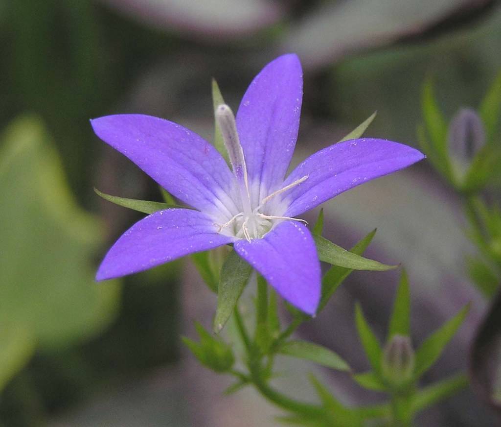Deep-blue flower with white stigma, and green sepal and stem and green leaves.