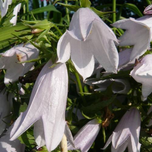 White-purple flowers with green sepals and stems and green leaves.