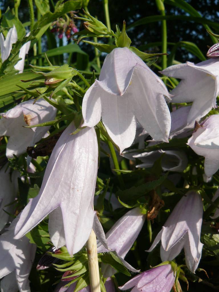 White-purple flowers with green sepals and stems and green leaves.