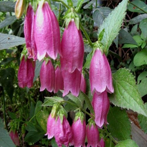 Magenta flower with magenta-lime buds, lime-green sepals and stems, green leaves, midrib and veins.