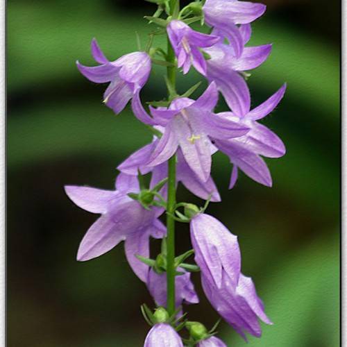Purple flowers with pointed petals, green sepals,and green stem