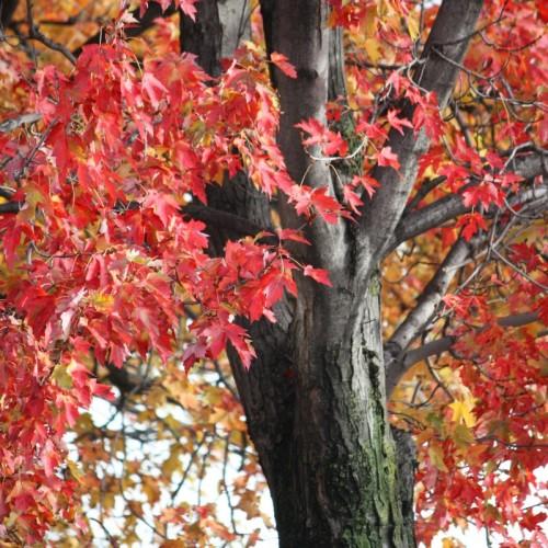 orange-red leaves with brown branches and trunk