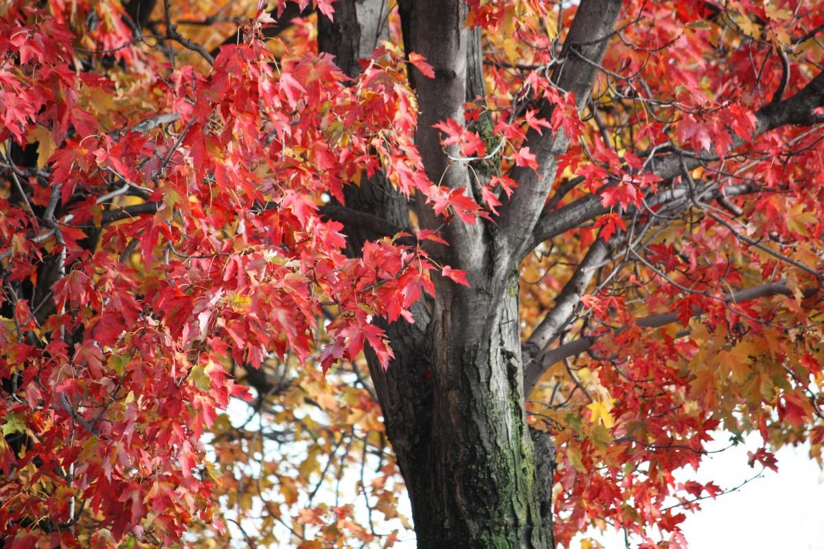 orange-red leaves with brown branches and trunk