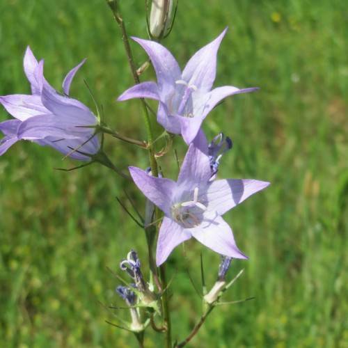 Blue-purple flowers with green calyx on green stem.