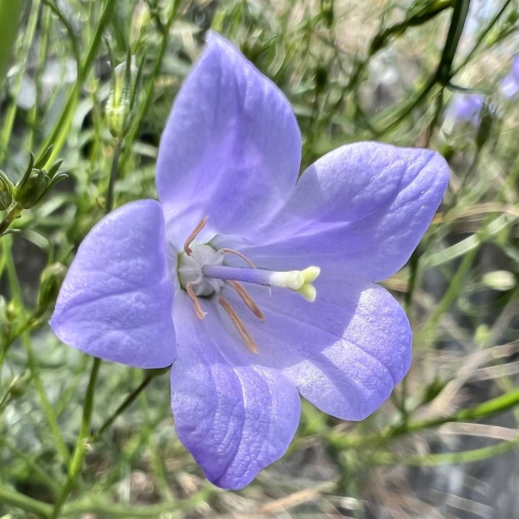 Light-blue-violet petals and yellow-purple anthers on green stems and stalks.