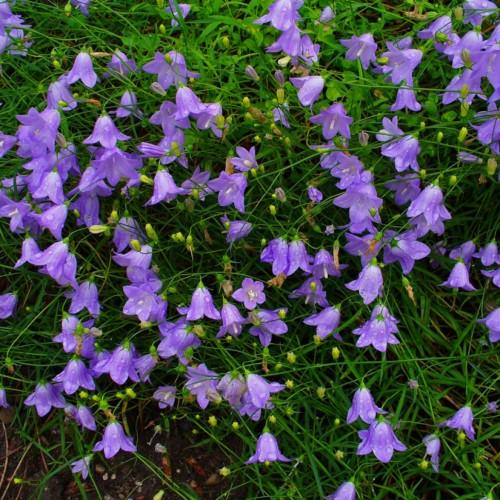 Violet flower with off-white stigma, lime-yellow buds, green sepals, stems and leaves.