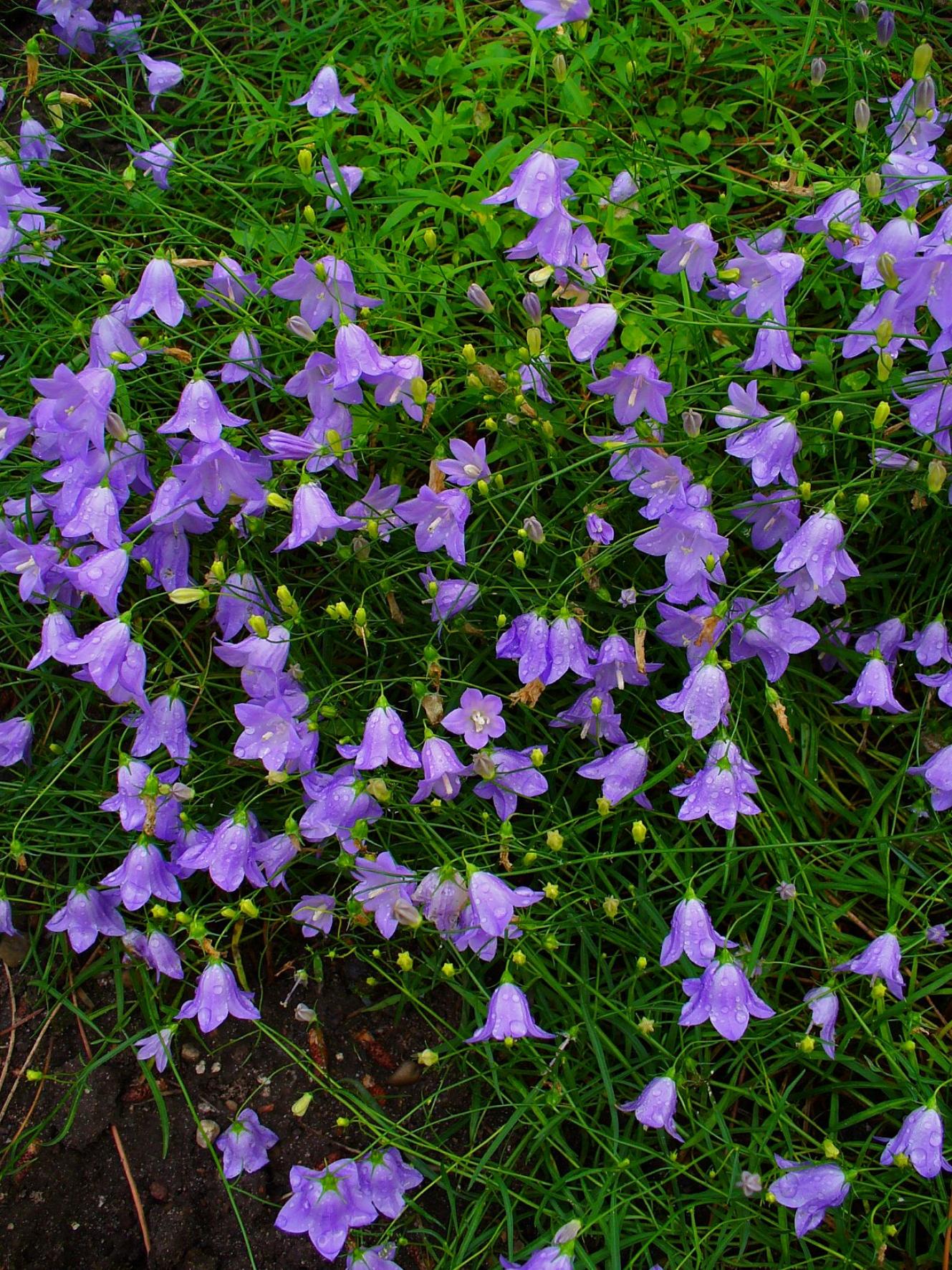 Violet flower with off-white stigma, lime-yellow buds, green sepals, stems and leaves.