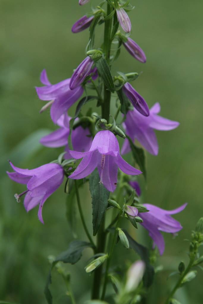 Purple flowers on green stem against blurred green foliage .