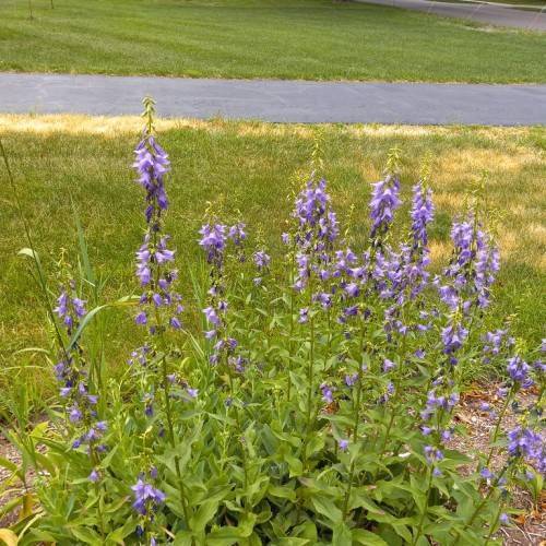 Blue-purple flowers green stalks with green leaves .
