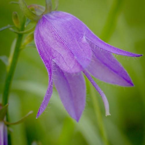 Purple flower with a purple stigma and green stem.