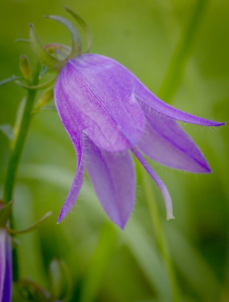 Purple flower with a purple stigma and green stem.