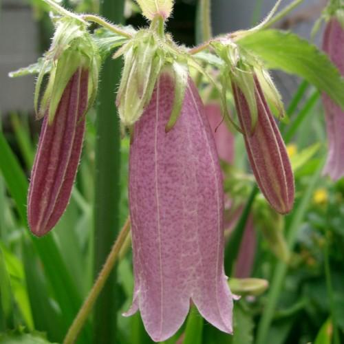 Magenta-beige flowers with buds, white hair, lime sepals, leaves and stems.