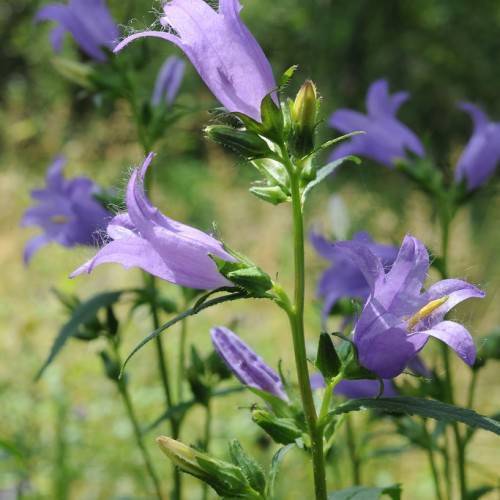 Purple flowers with lime-green buds on green stems and green leaves.