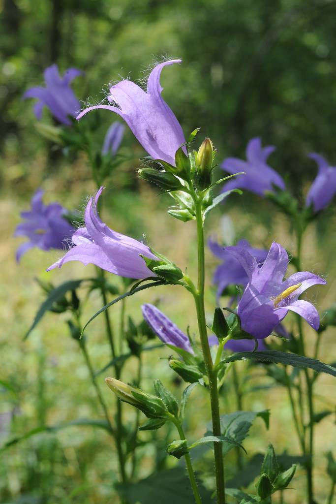 Purple flowers with lime-green buds on green stems and green leaves.