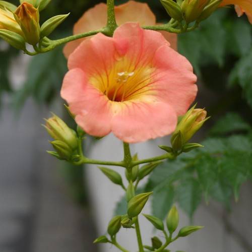 Peach-yellow flower with green buds on green stems with green leaves.