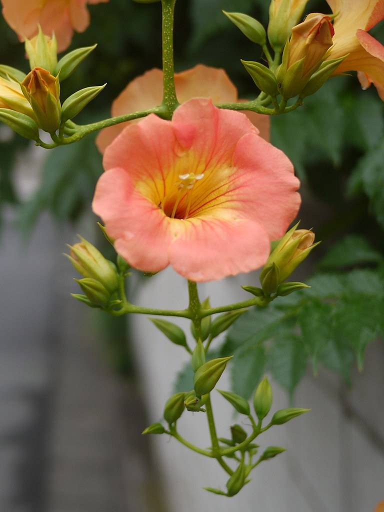 Peach-yellow flower with green buds on green stems with green leaves.