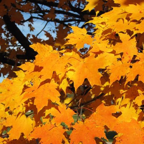 orange-yellow leaves with red-brown stems and branches